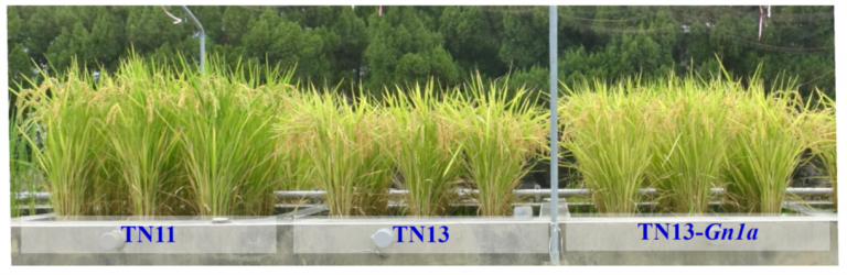 提升水稻、小麥水分利用效率之韌性生產調適-1
