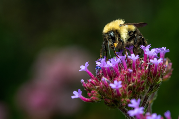 全球暖化 授粉昆蟲數量下降 威脅農產量