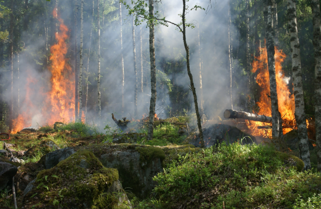 氣候乾旱造成歐洲野火大發生 並帶來 40 ℃熱浪1