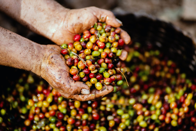 氣候變遷下 保護咖啡農之策略